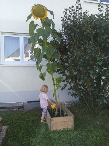 Kind gießt riesige Sonnenblume