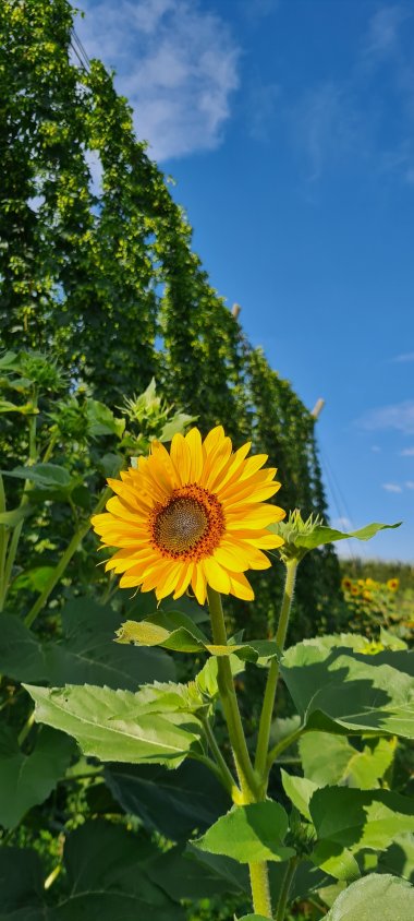 Sonnenblume vor Hopfenfeld